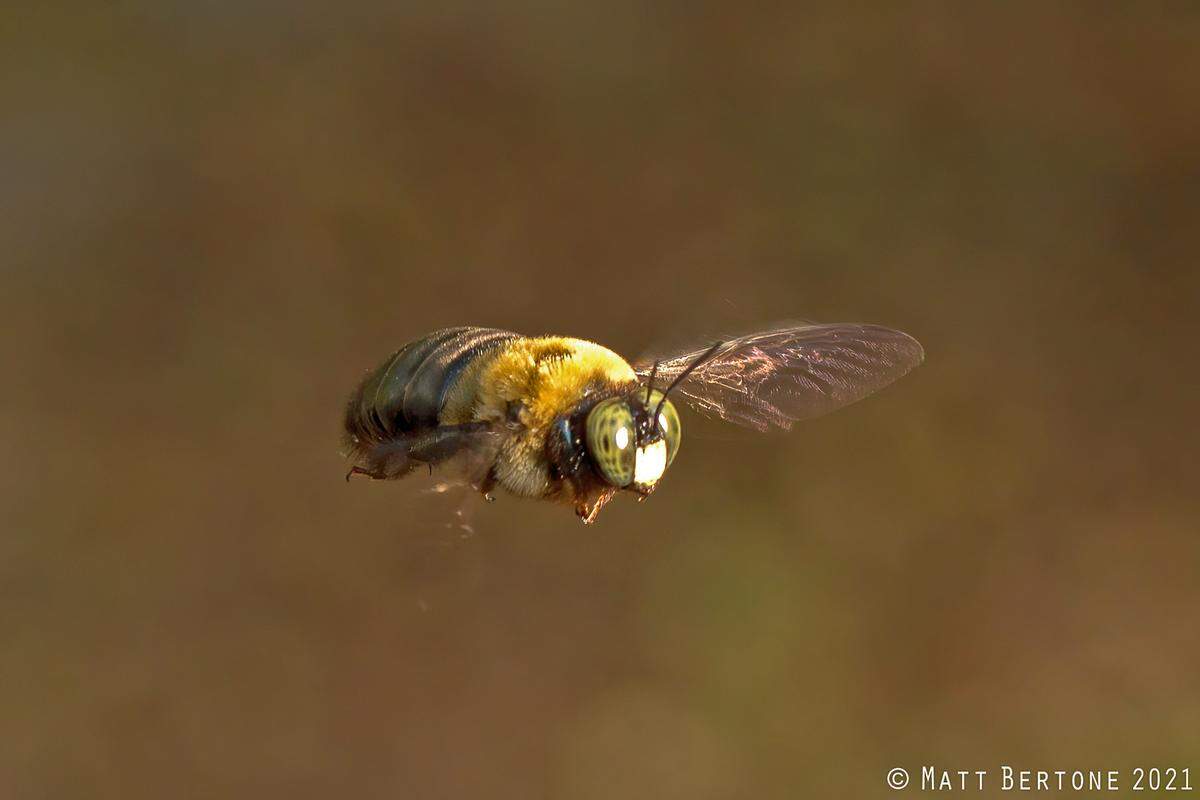 A male carpenter bee.