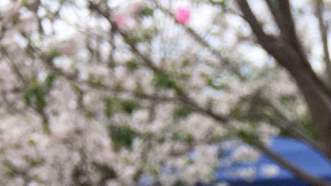 Cherry Blossom Festival newbies: In search of cherry ice cream