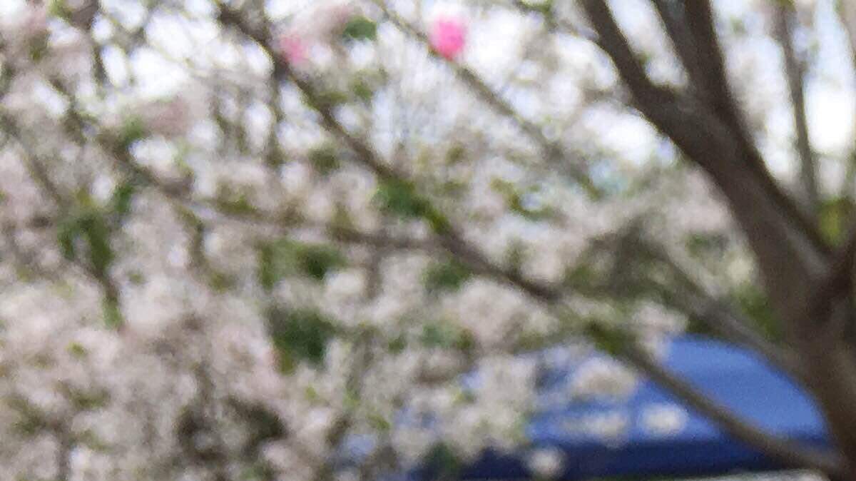 Cherry ice cream from Macon's Cherry Blossom Festival event on Third Street Monday.