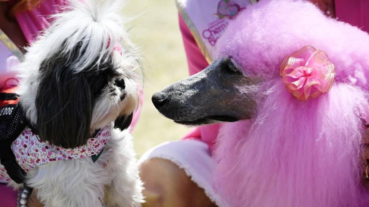Blossom the pink poodle and Flo makes friends after the Cherry Blossom Festival opening ceremonies begin Friday in Central City Park.