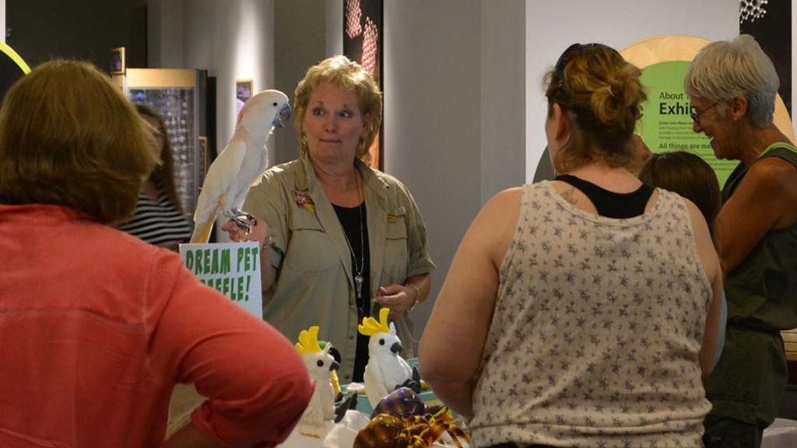 Learn about birds and other animals at the Museum of Arts and Sciences’ “Feathers and Feelers” event Saturday.