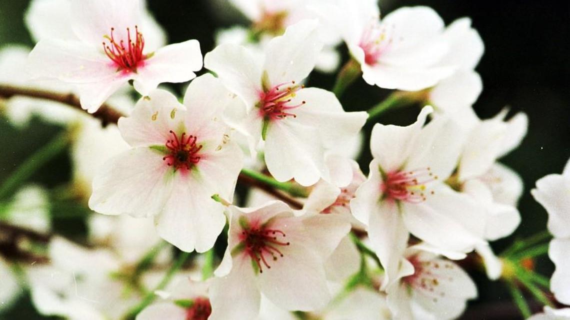 Yoshino cherry tree blossoms in Bill Fickling’s front yard.