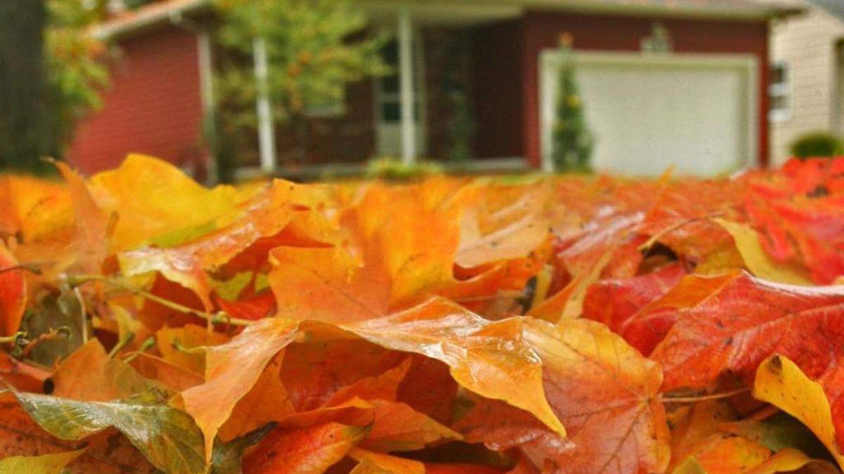 Fall is the time for leaf raking — and music.