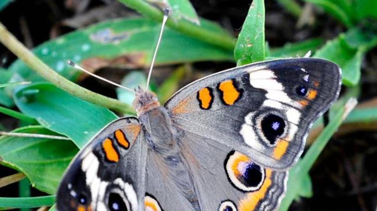 A common buckeye butterfly is one of the butterflies that might be found Saturday at the Butterfly Bio Blitz.