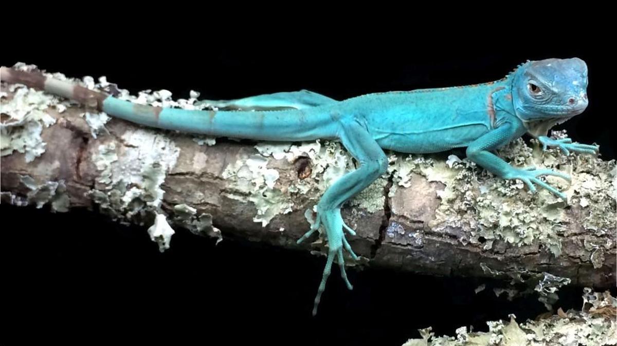A blue iguana could be among the animals on display at ReptiDay on Saturday at the Georgia National Fairgrounds and Agricenter in Perry.