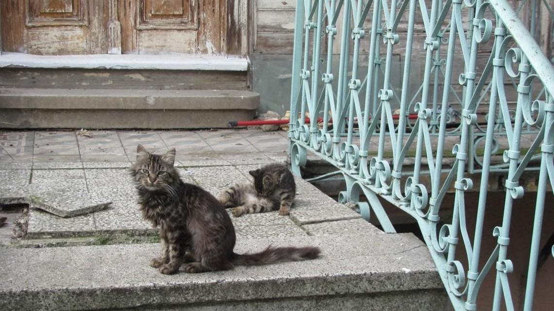 This work by Tom Ellington is part of “Cats of Our Planet” exhibit at Middle Georgia Art Association.