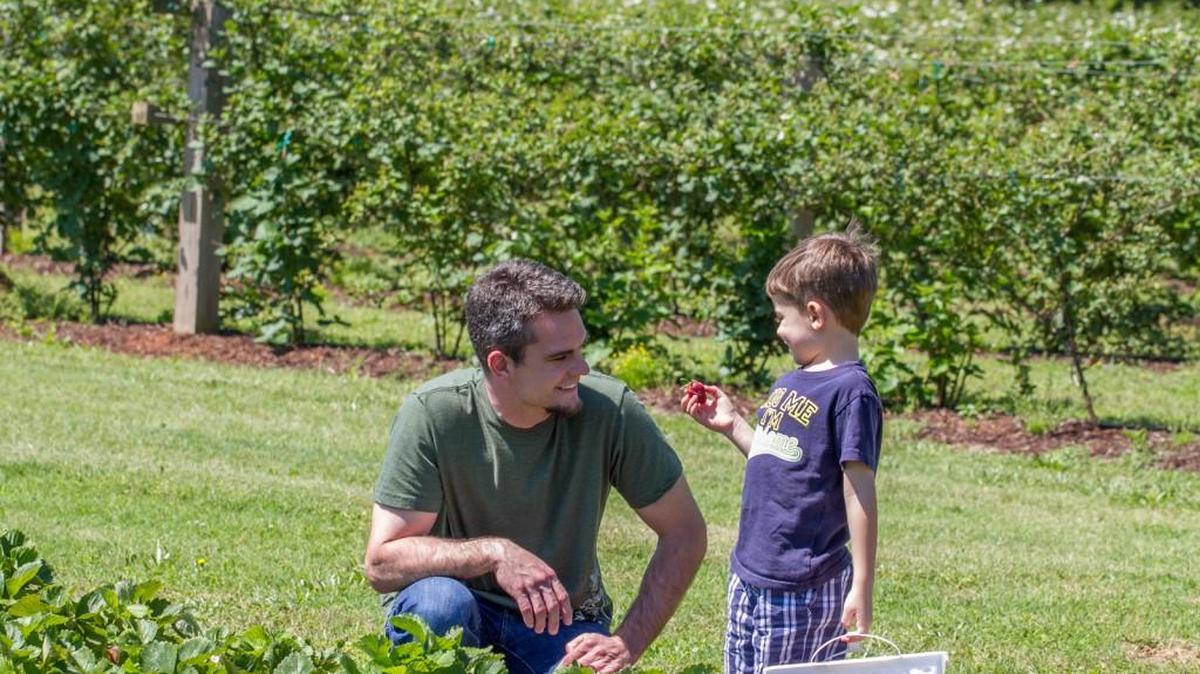 Pick your own strawberries at the Strawberry Festival on April 22 at the Rock Ranch.