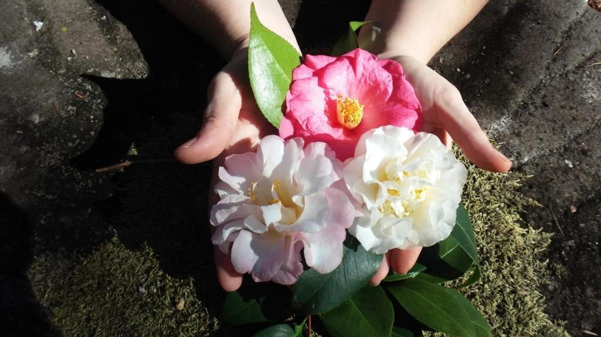 Opening day celebration Feb. 4 for the Festival of Camellias at Massee Lane Gardens in Fort Valley includes a video presentation on the history of Massee Lane Gardens, self-guided tour and free scavenger hunt for children.