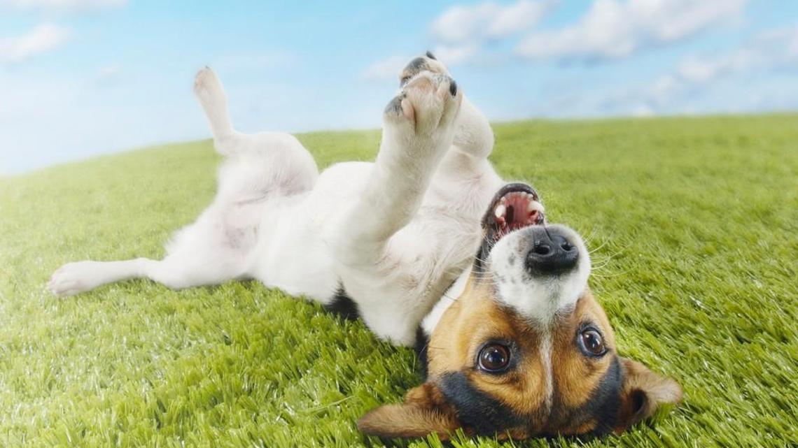 Bring your pooch for doggy demonstrations, live music and giveaways at Yappy Hour on March 2 at the Macon Dog Park.