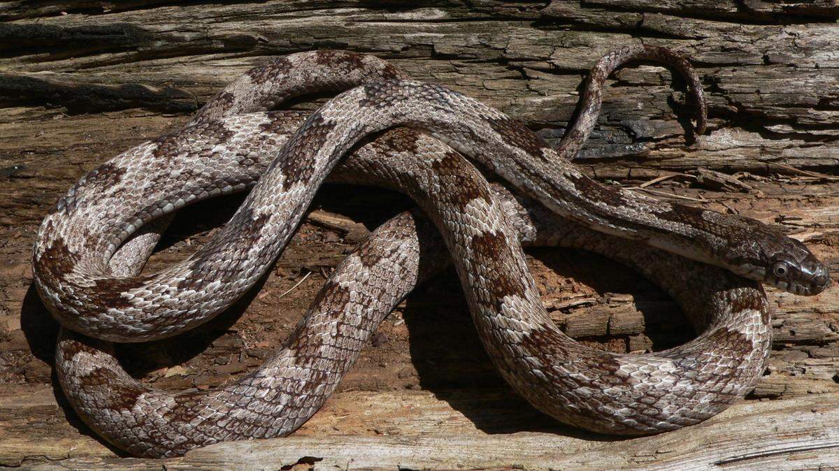 Georgia has 47 different species of snakes. Here’s what to do when you see one.