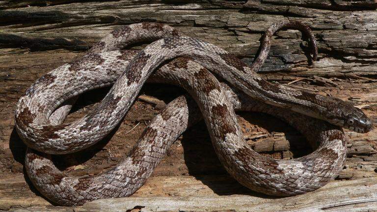 Georgia DNR’s warning to residents: Here’s what to do (and not do) if you see a snake.