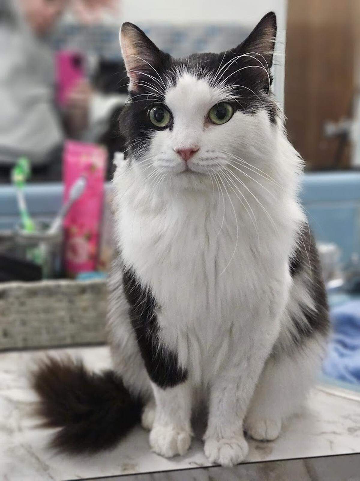 One of the many rescue cats Sydney Beers groomed for free for Paws Awhile Cat Cafe in Perry.