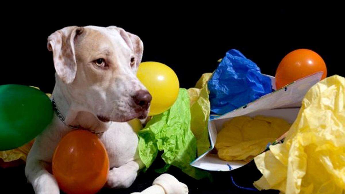 ROBIN GATTI NEWBERN/SPECIAL TO THE TELEGRAPHAC Pup's wish for the new year is fewer lost pets in 2016.
