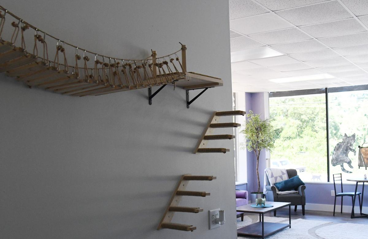 A bridge for cats in Paws Awhile Cat Cafe on Thursday, July 11, 2024, in Perry, Georgia. The new cat cafe plans to open this summer and will partner with the Humane Society of Houston County and other rescue groups to have adoptable cats in the cafe.