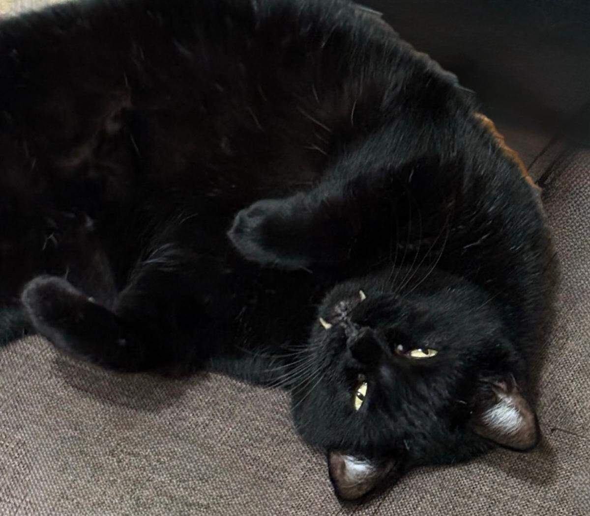 BuBu the cat