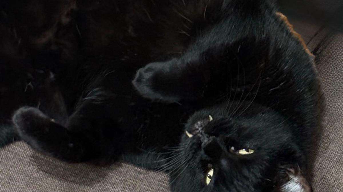 BuBu the cat