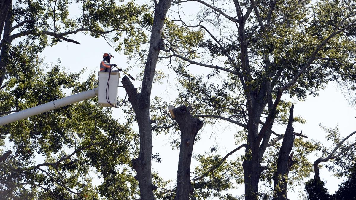 Parks and Beautification crew leader Dedric Brown trims oak trees high above the 10th hole and practice greens at Bowden Golf Course in east Macon where work on the county links is nearly complete.