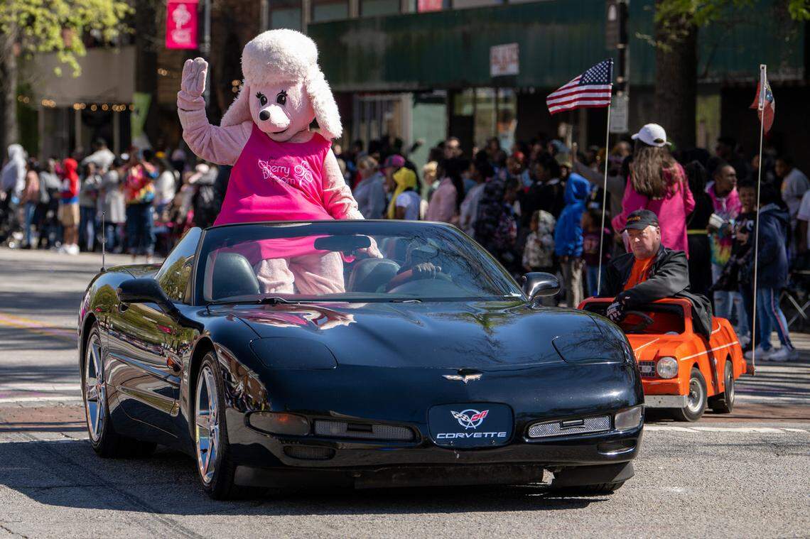 Petals the Poodle waves at the crowd along Cherry Street Sunday during the 2023 Cherry Blossom Festival Parade.