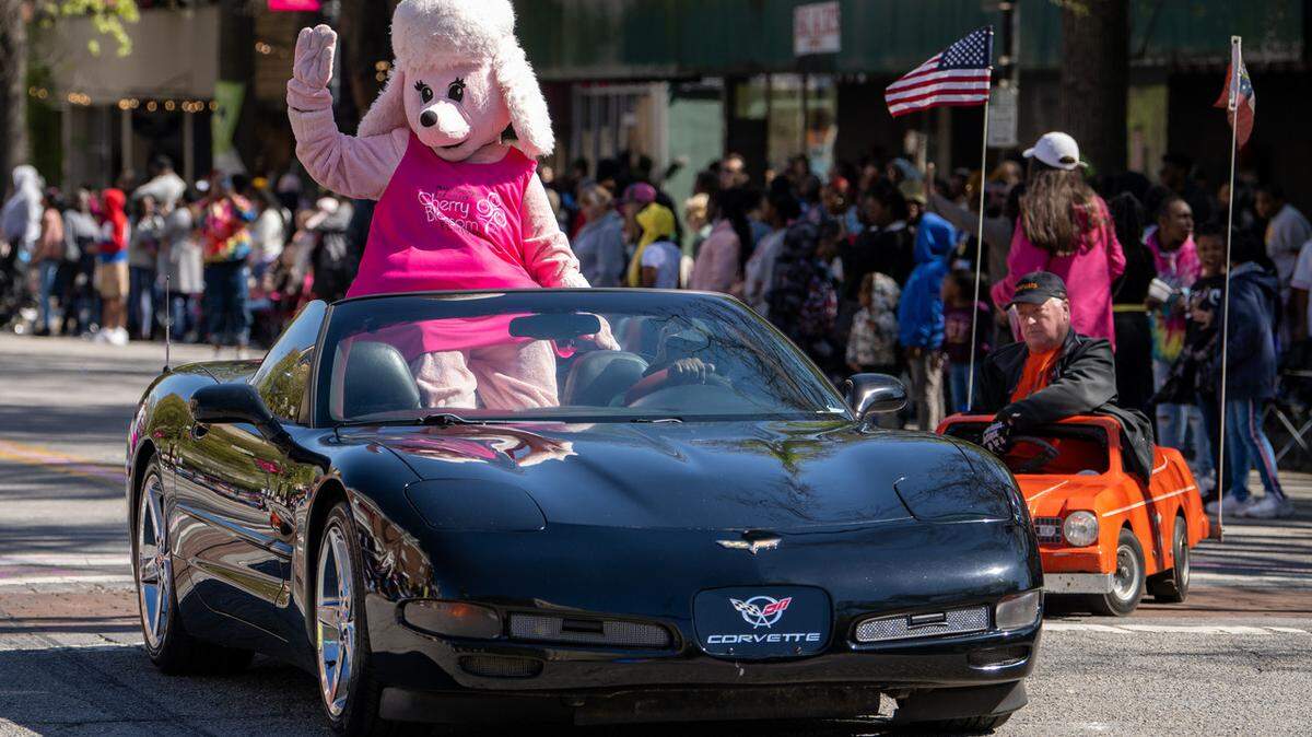 Petals the Poodle waves at the crowd along Cherry Street Sunday during the 2023 Cherry Blossom Festival Parade.