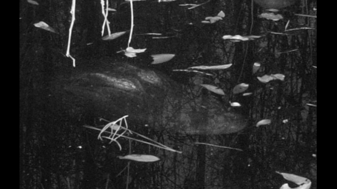 Strange shapes seen just below the surface of Georgia's black water swamps are often sleeping alligators, according to the UGA Coastal Ecology Lab.