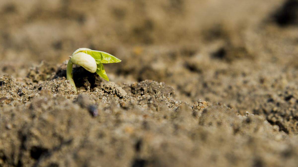 Cowpea