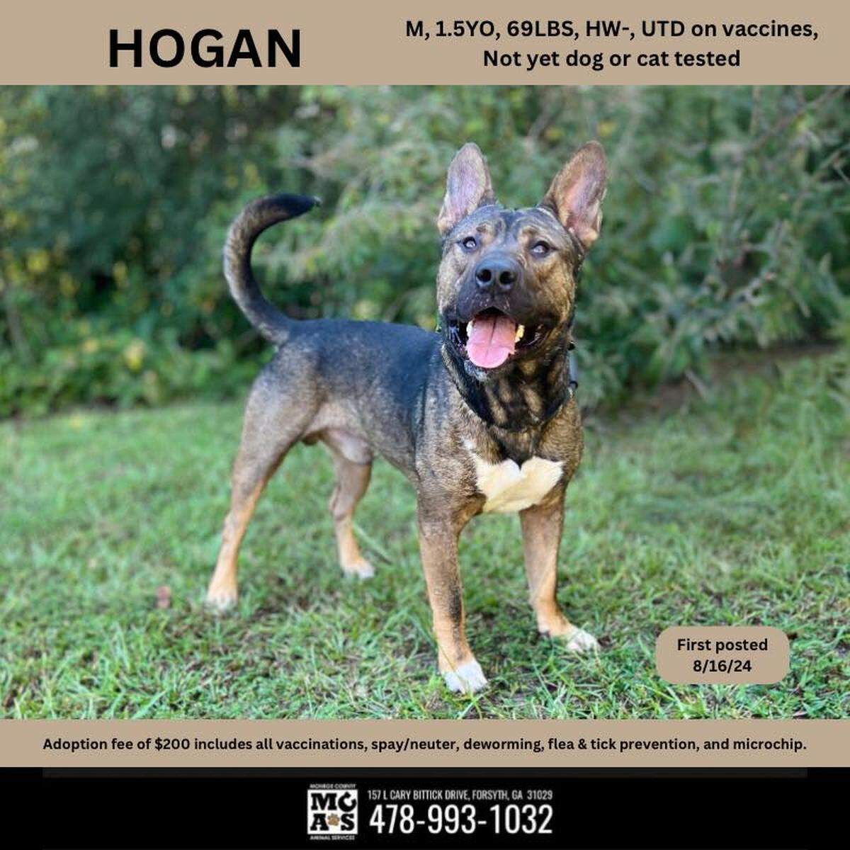 Hogan is available to adopt at Monroe County Animal Services in Forsyth, Georgia
