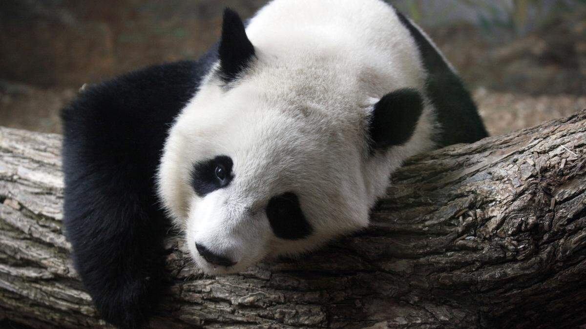 A giant panda takes a rest inside his exhibit at Zoo Atlanta.