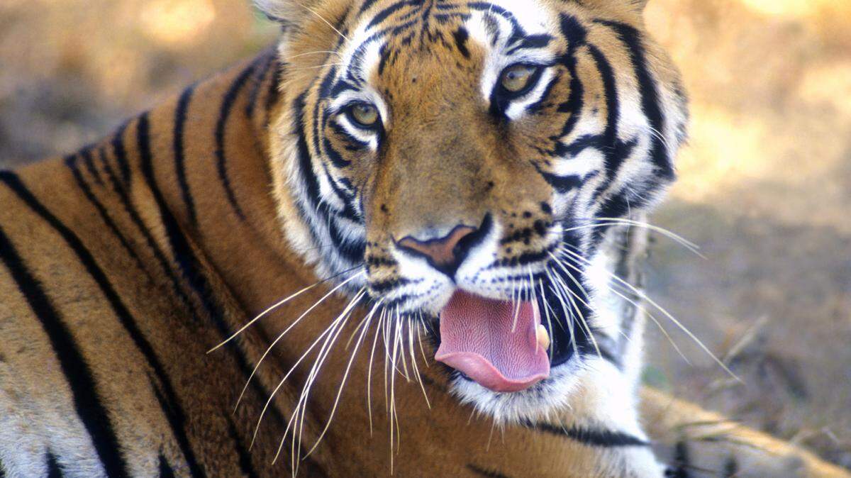 SPECIAL TO THE TELEGRAPHGet an up-close look at a tiger during the Bengal Tigers Encounter at at Central City Park.