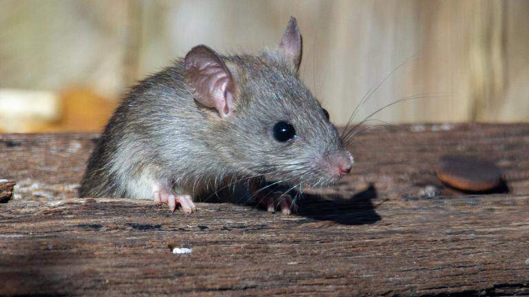 Experts say rat infestations will increase this month in Georgia. Here’s why.