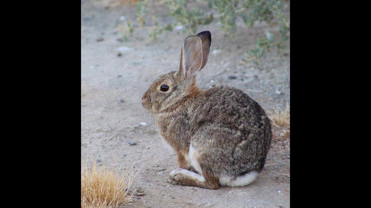 Rabbit