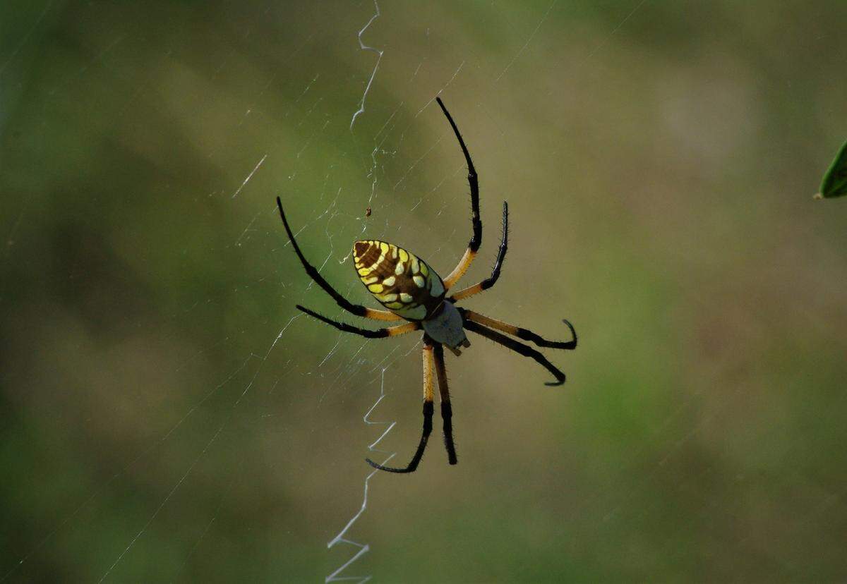 Banana spiders 101: where to find them, how big they get & more