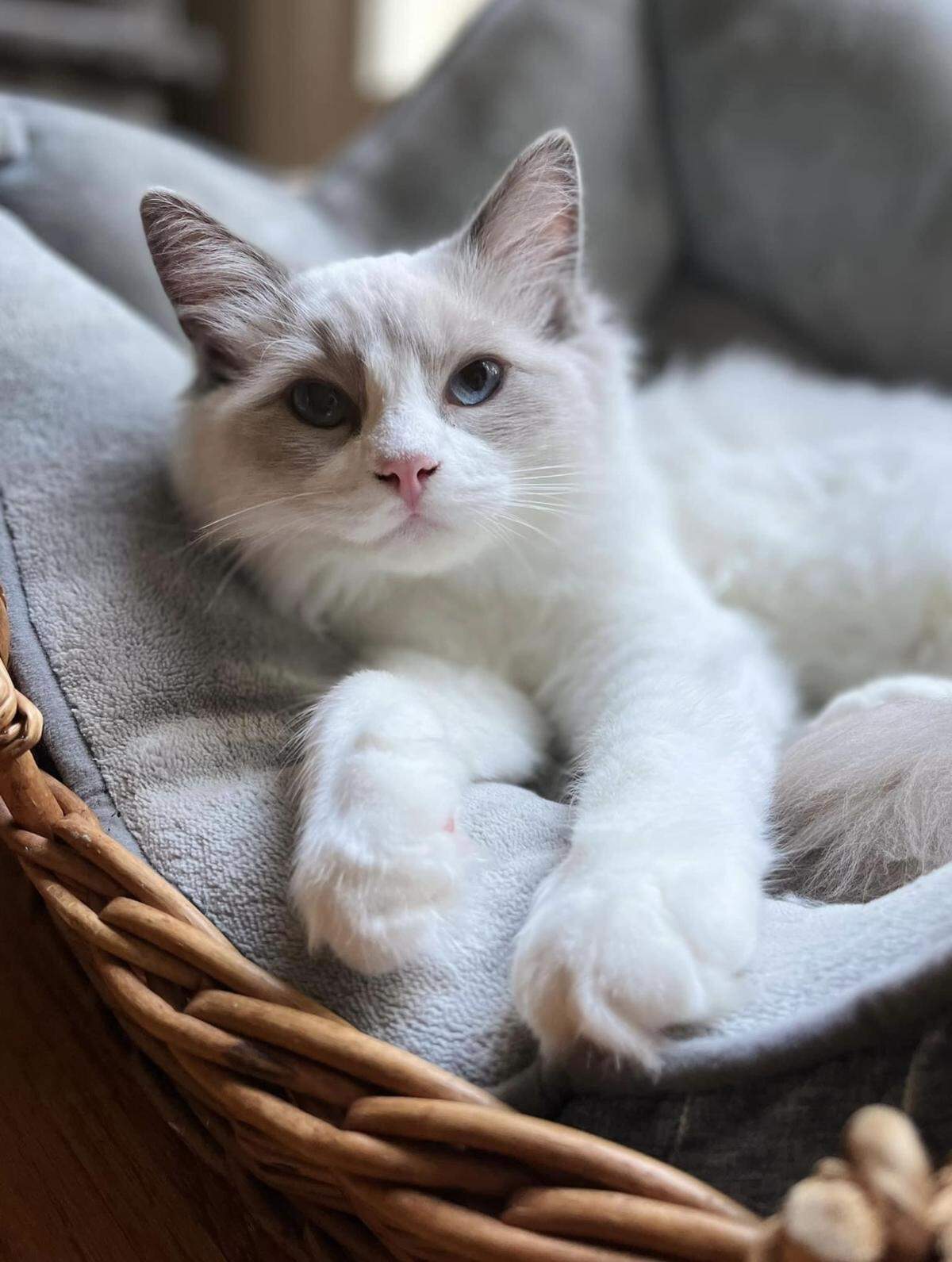 Seymour is Macon’s cutest cat 2024.