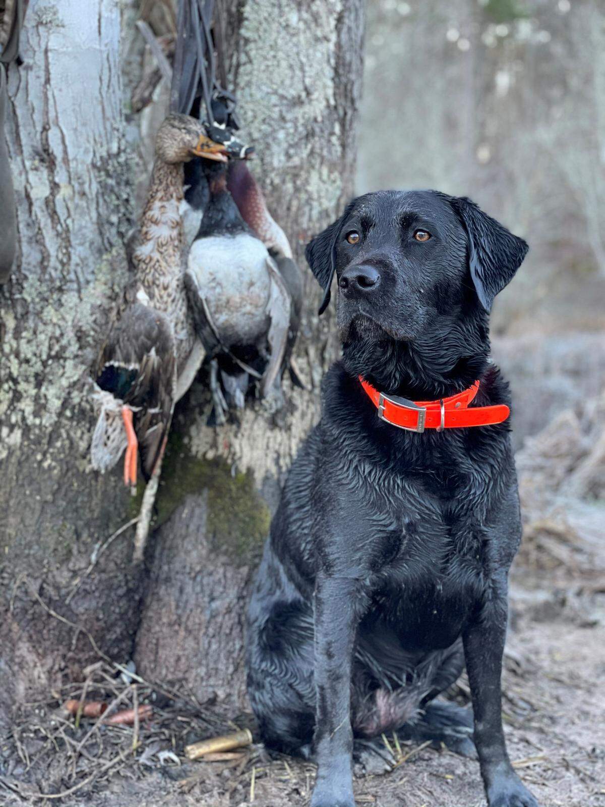 Duck hunting season begins Nov. 19; however, there are some new bag limit changes to know before you go.