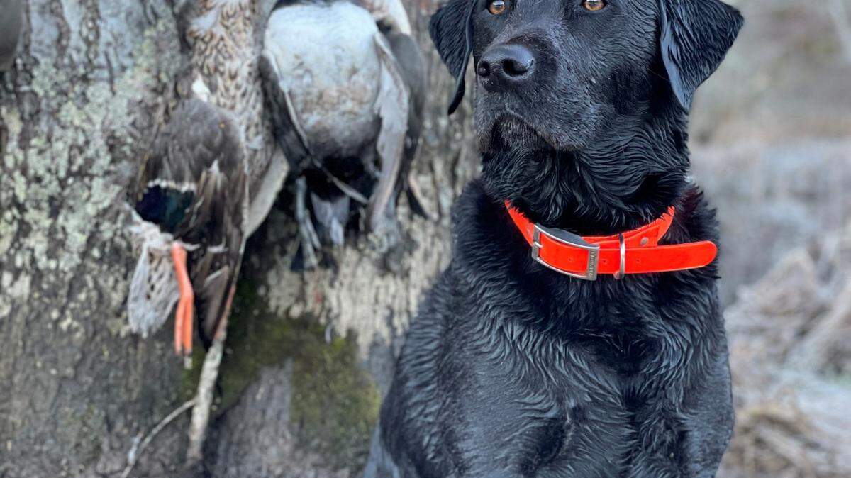 Duck hunting season begins Nov. 19 and there are some new bag limit changes to know before you go.