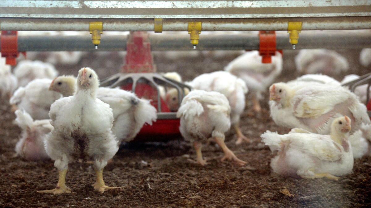 JASON VORHEES/THE TELEGRAPH Crawford County, GA, 10/31/2019: Young chickens inside a broiler house. Industrial scale chicken farms are easy to find in the Southeast.