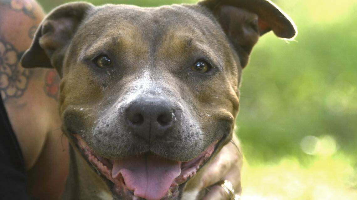 JASON VORHEES/THE TELEGRAPH Perry, GA, 08/08/2019: Mocha is fully recovered from being tossed out of a car in Byron and was made available for adoption at Second Chance Animal Rescue in Perry.