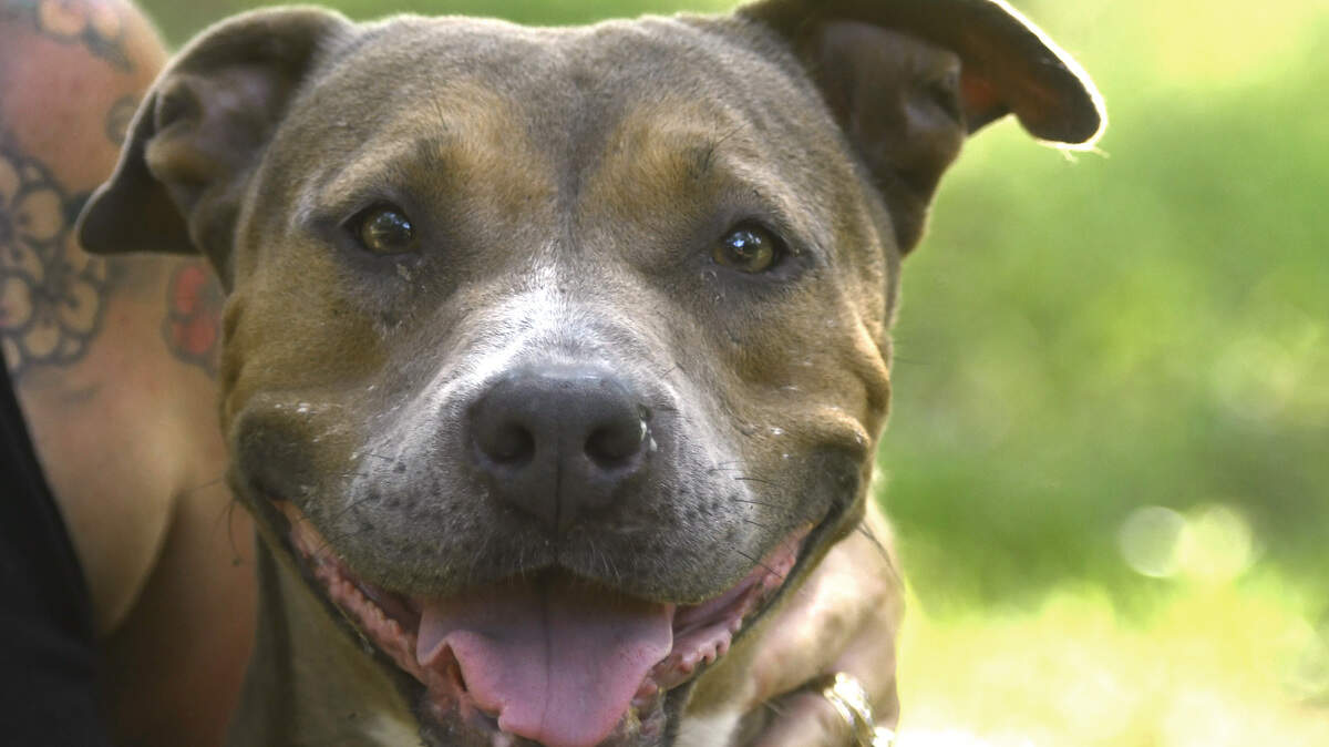 JASON VORHEES/THE TELEGRAPH Perry, GA, 08/08/2019: Mocha is fully recovered from being tossed out of a car in Byron and was made available for adoption at Second Chance Animal Rescue in Perry.
