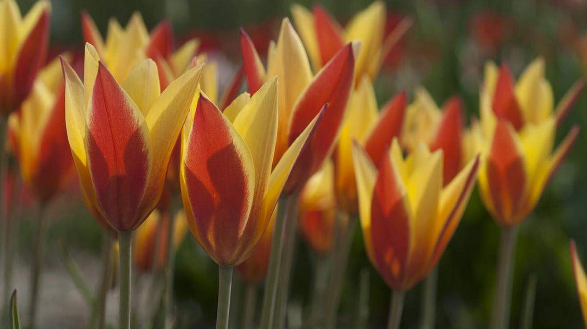 As predecessors to today's bold hybrids, dainty species tulips are being grown and sold for their nostalgia and adaptability. Try them in a rock garden or along a border. Pictured is Tulipa clusiana 'Tubergen's Gem.' It hails from Afghanistan and Tibet.
