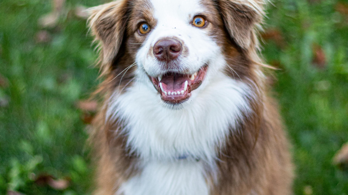 We are looking for the cutest dog in Middle Georgia. Here’s how to submit yours.