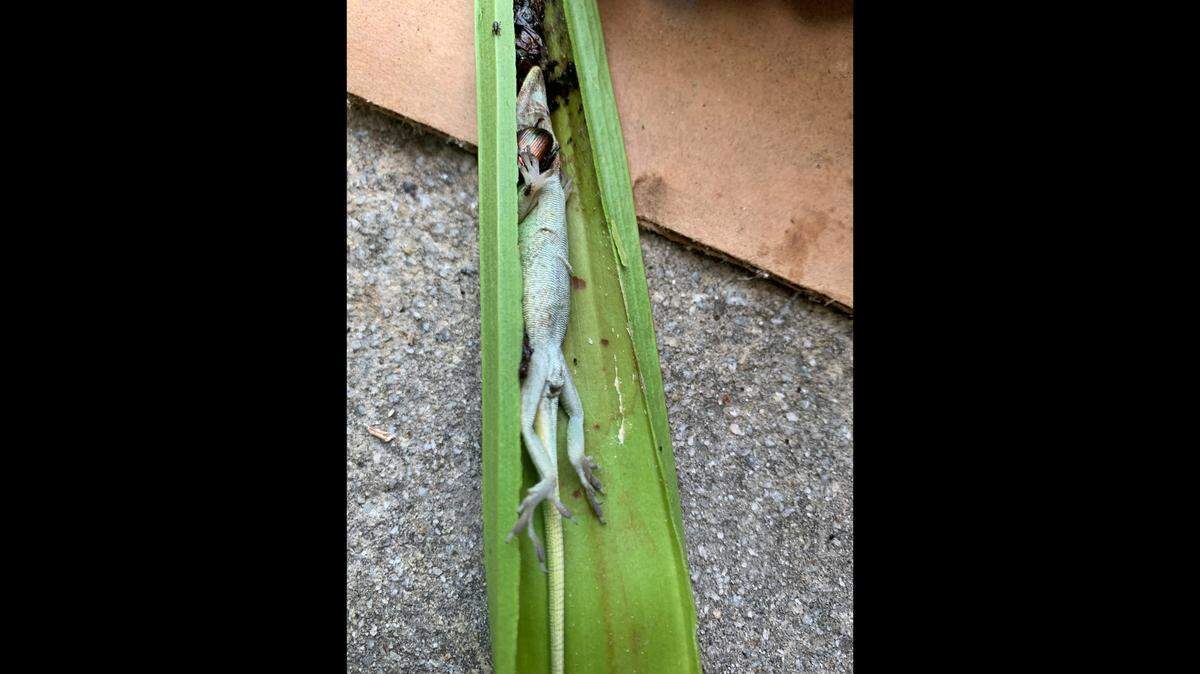 One of Georgia’s notorious meat-eating plants surprised a group of elementary school students during a dissection by revealing it was still digesting a lizard.