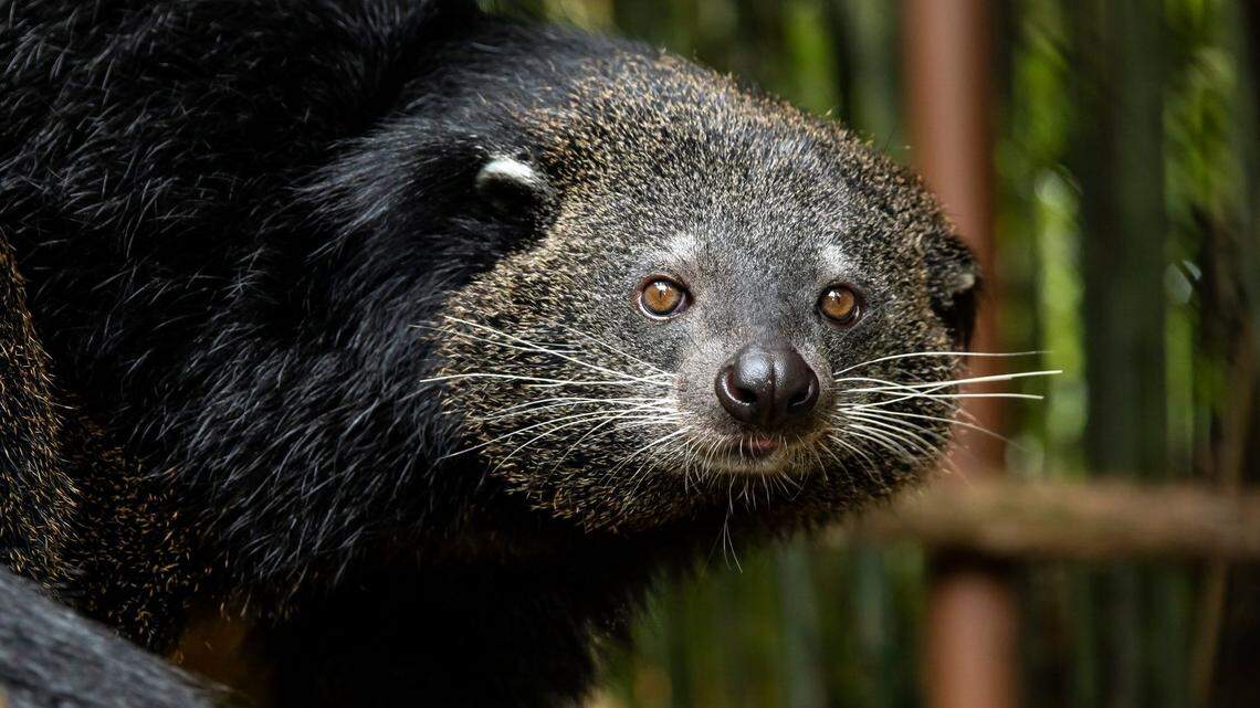 Zoo Atlanta recently welcomed a female binturong, an animal that looks like a mix between a bear and a cat and smells like buttered popcorn