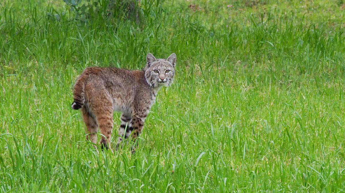 A Georgia dad said a rabid bobcat mauled his young son. This is a file photo.