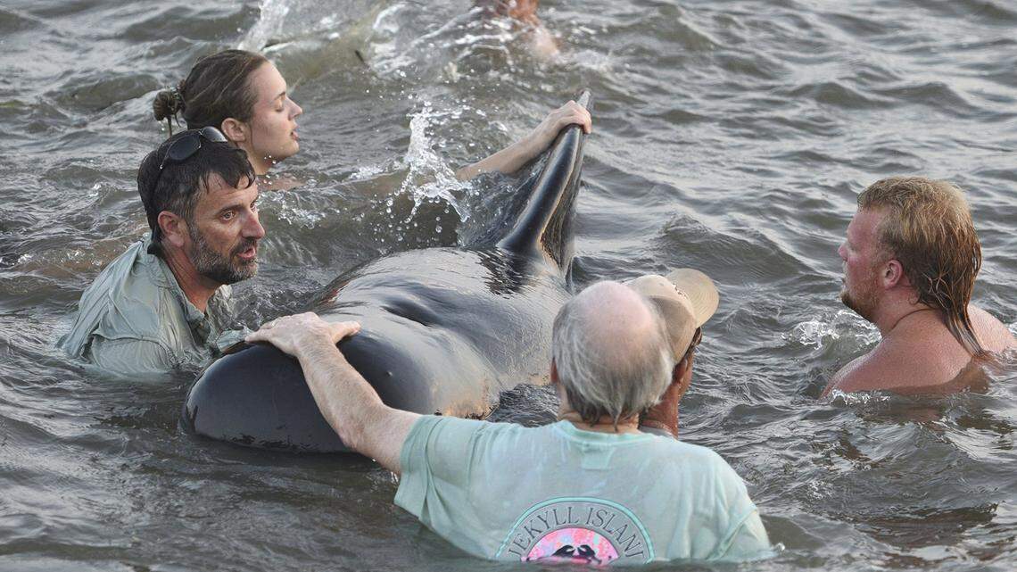 Georgia Department of Natural Resources personnel and beachgoers struggle to keep a short-fin pilot whale from crashing into the seawall on St. Simons Island, Ga., Tuesday, July 16, 2019. Dozens of pilot whales beached themselves on a Georgia shore and most were rescued by authorities and onlookers who pulled the animals further into the water. (Bobby Haven /The Brunswick News via AP)