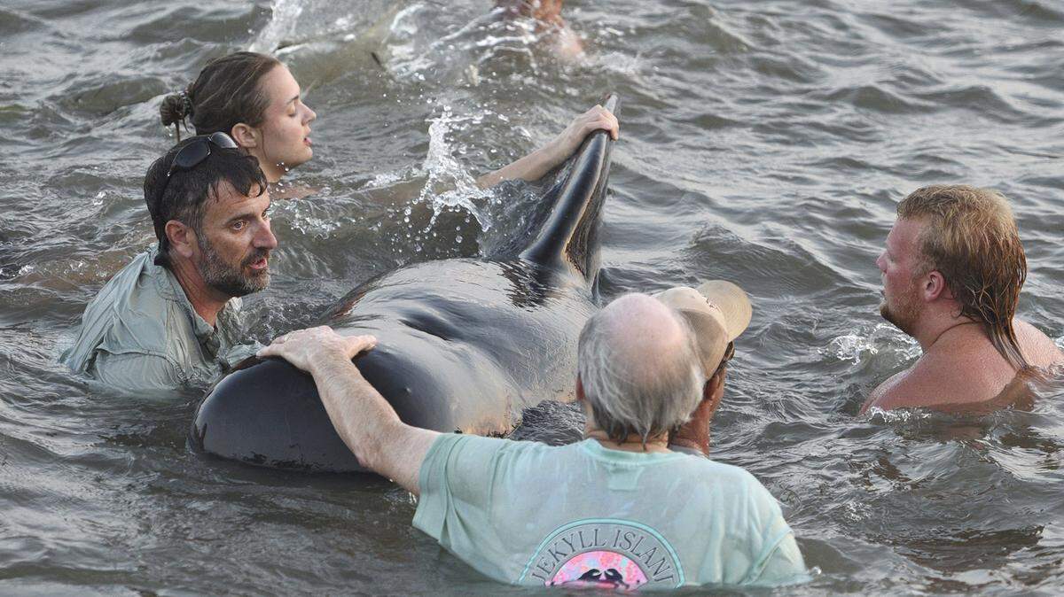 Georgia Department of Natural Resources personnel and beachgoers struggle to keep a short-fin pilot whale from crashing into the seawall on St. Simons Island, Ga., Tuesday, July 16, 2019. Dozens of pilot whales beached themselves on a Georgia shore and most were rescued by authorities and onlookers who pulled the animals further into the water. (Bobby Haven /The Brunswick News via AP)