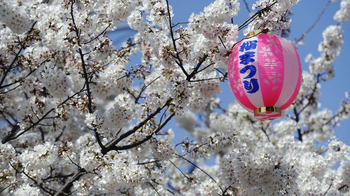 Japanese lanterns hang in Cherry Trees in Third Street Park. Cherry Blossom Festival.