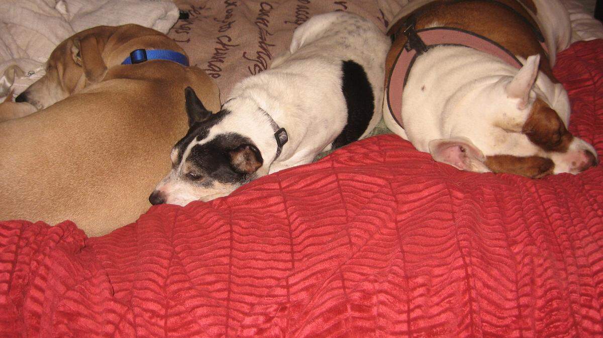 A meeting of the mindless is held by, from left, Cam, Peyton and Banana Jo.