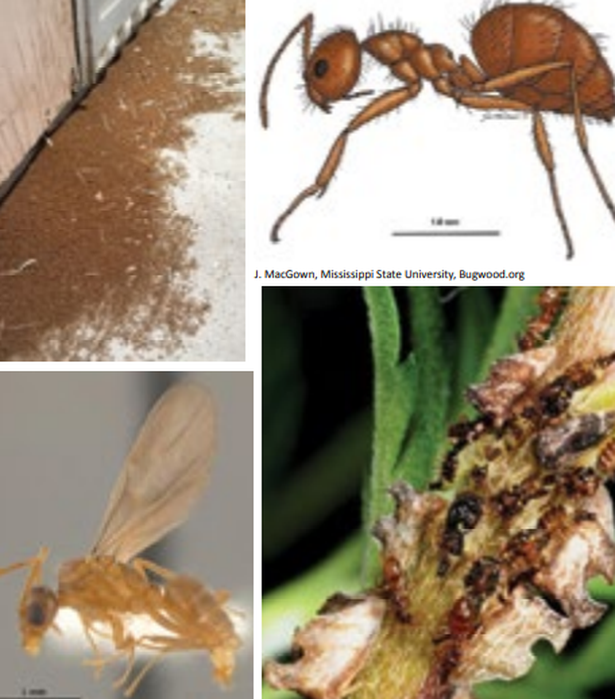 This ant is “crazy” and known for its aggressive, erratic nature.