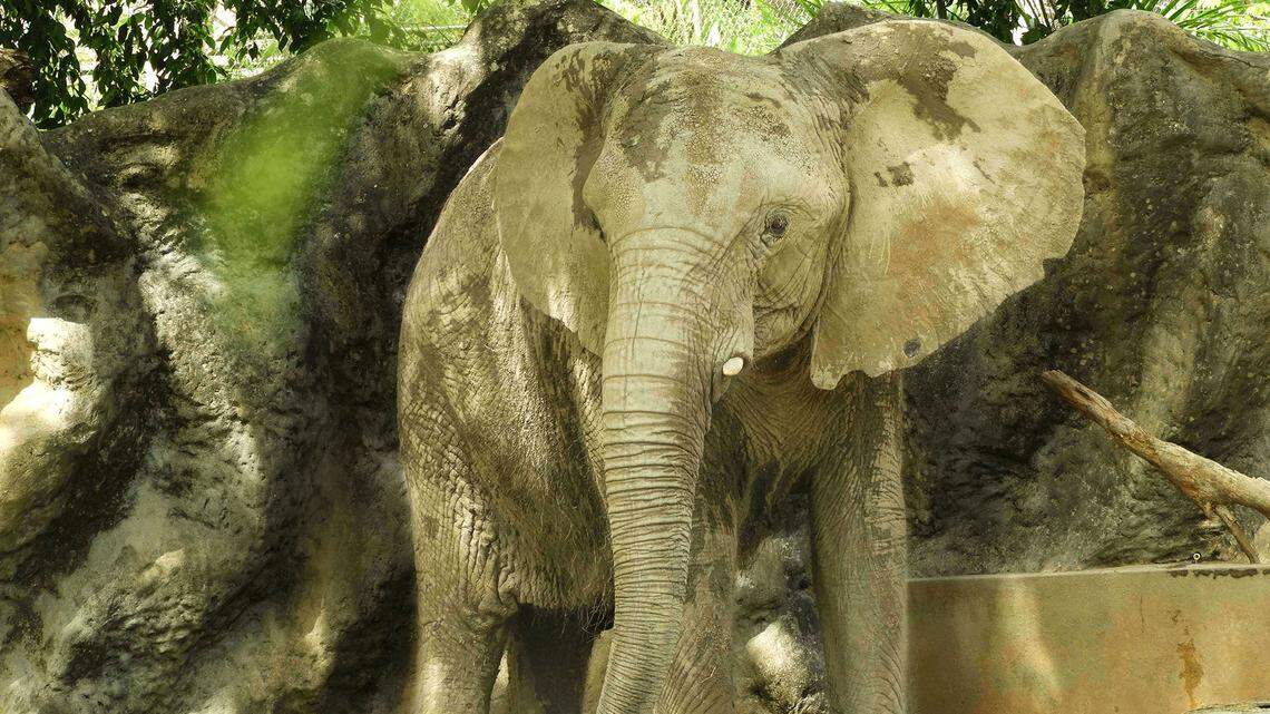 The rescue has spent five years trying to save Mundi from a zoo in Puerto Rico.