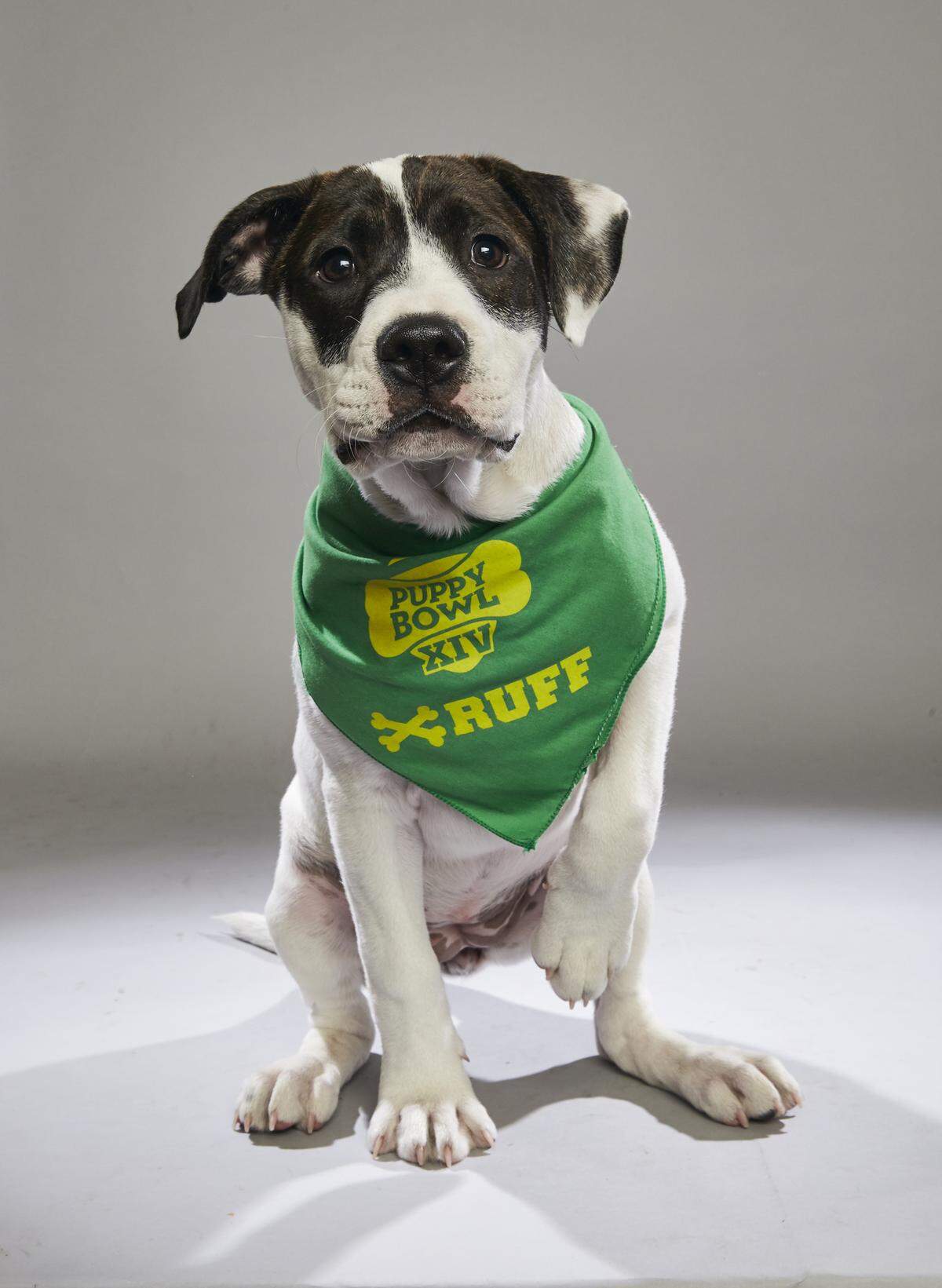 Juniper, a 7-month-old American bulldog mix conceived in Macon, will be featured in Animal Planet's Puppy Bowl on Super Bowl Sunday Feb. 4, 2017.