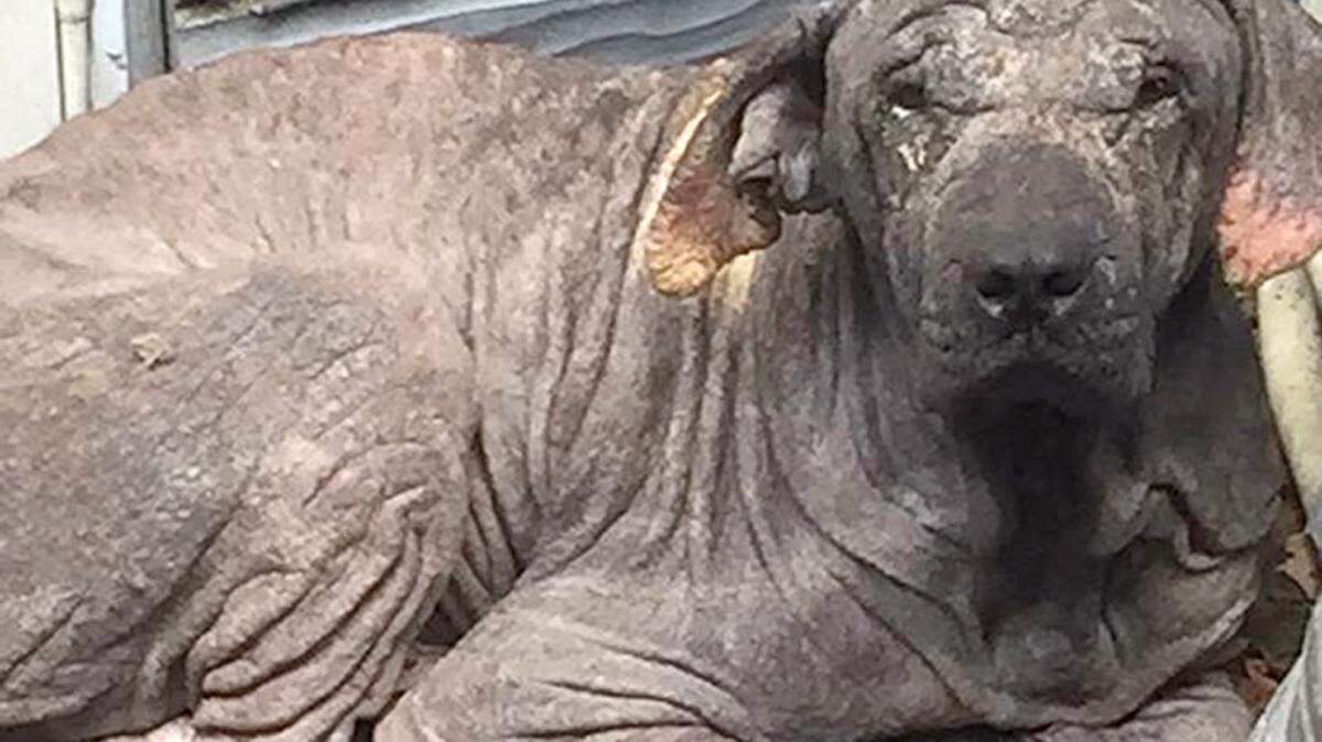 LAUREN YOUNG/SPECIAL TO THE TELEGRAPHThere has been no lack of compassion and support for this dog suffering from a bad case of mange.